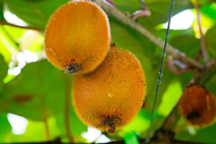 Kiwi fruit