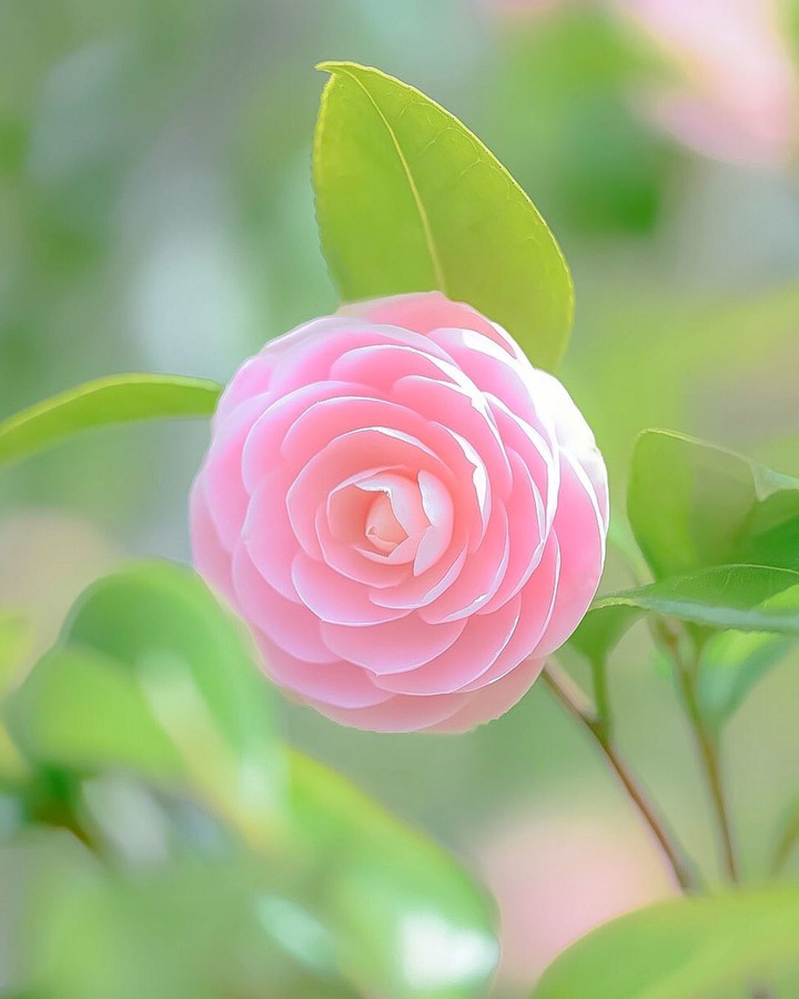 Pink flowers