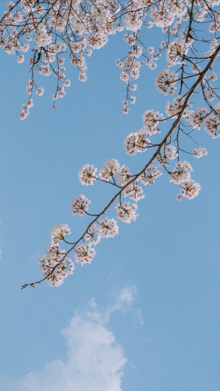 Spring♡