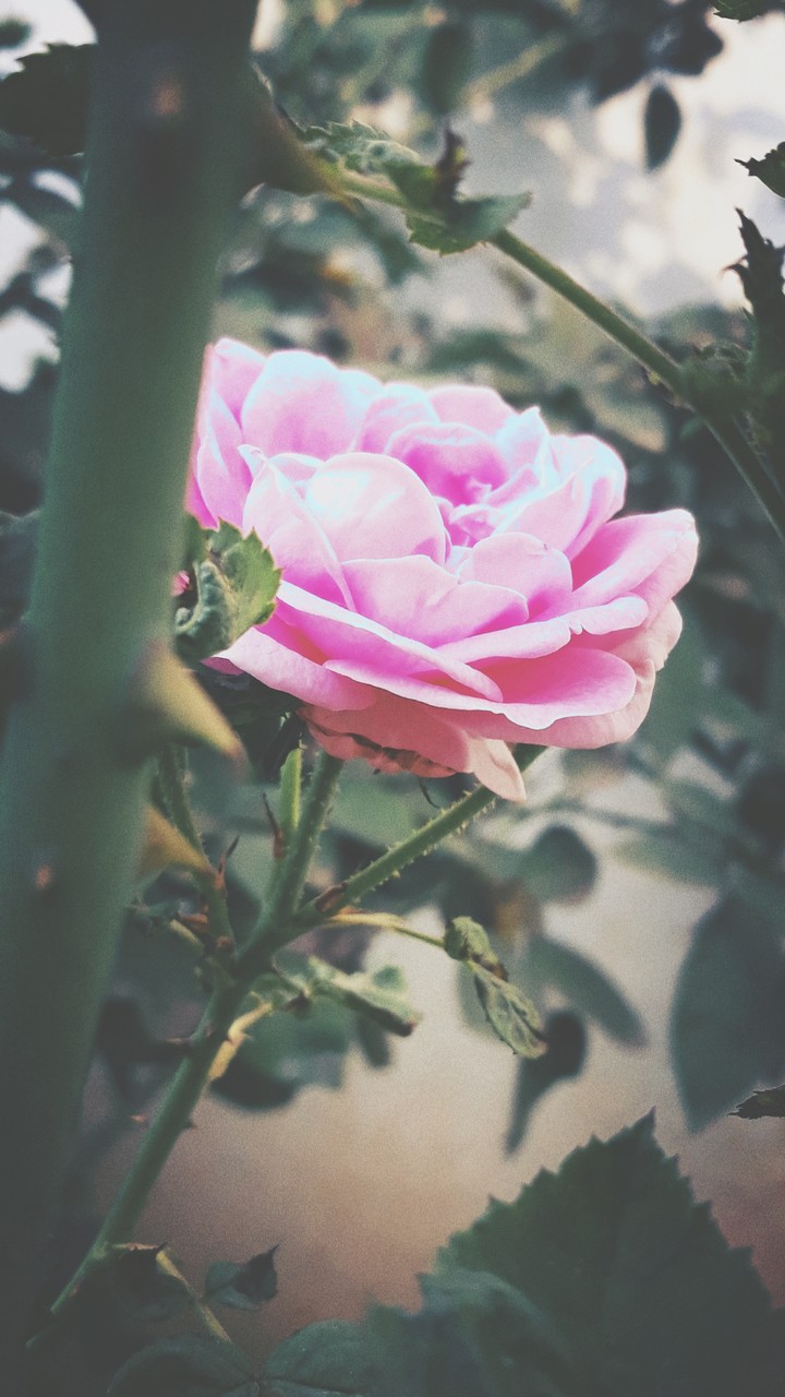 rose
