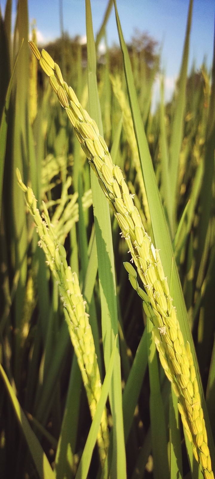 rice