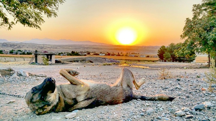 dog