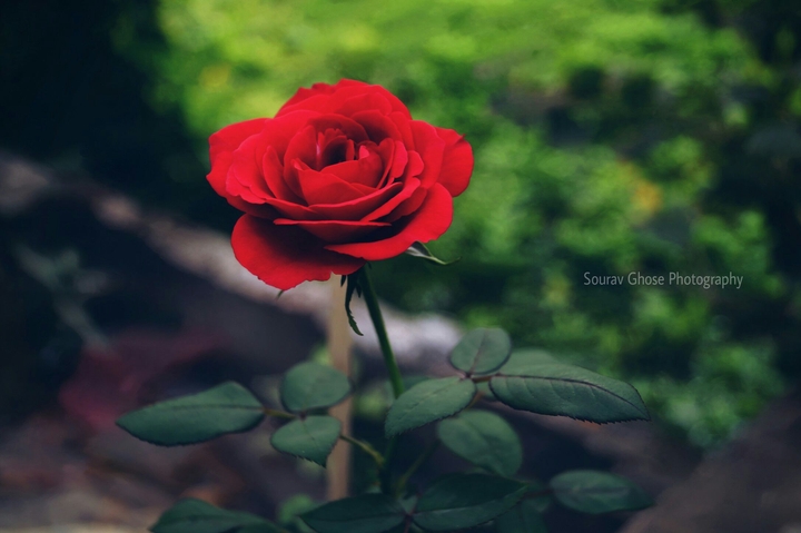 Rose 