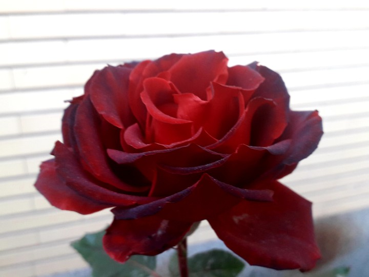 red rose flower