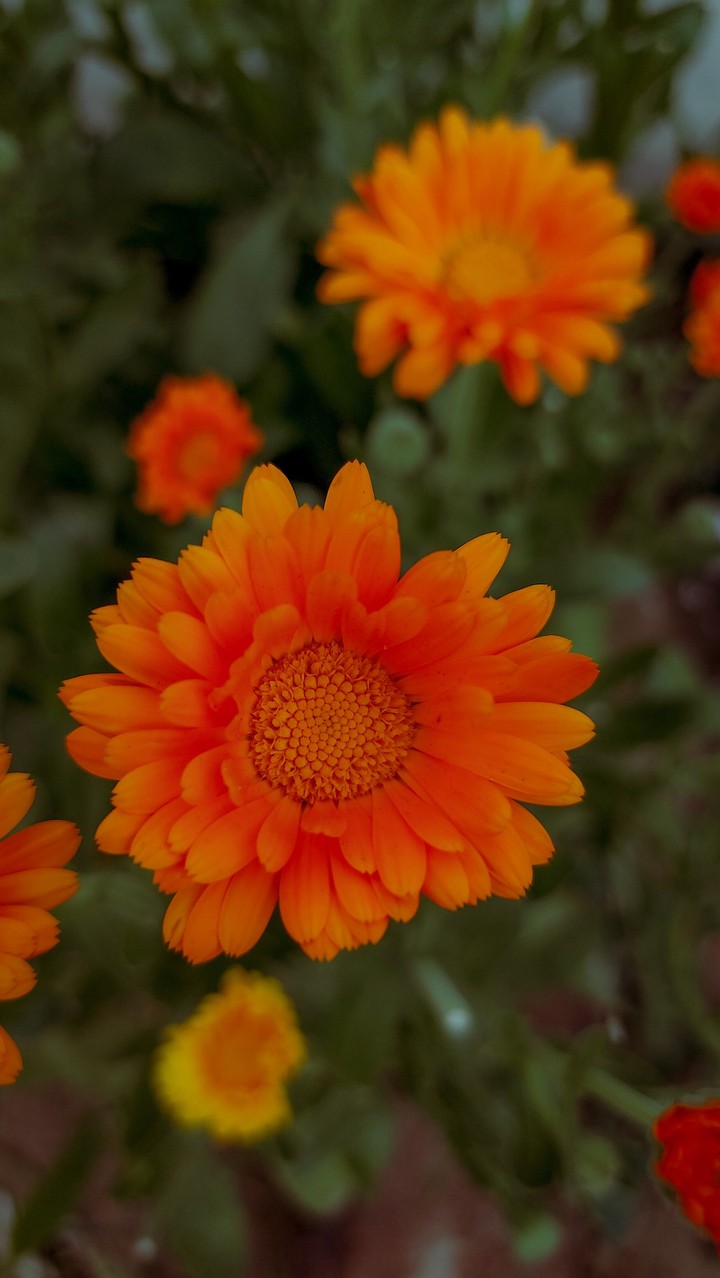flower