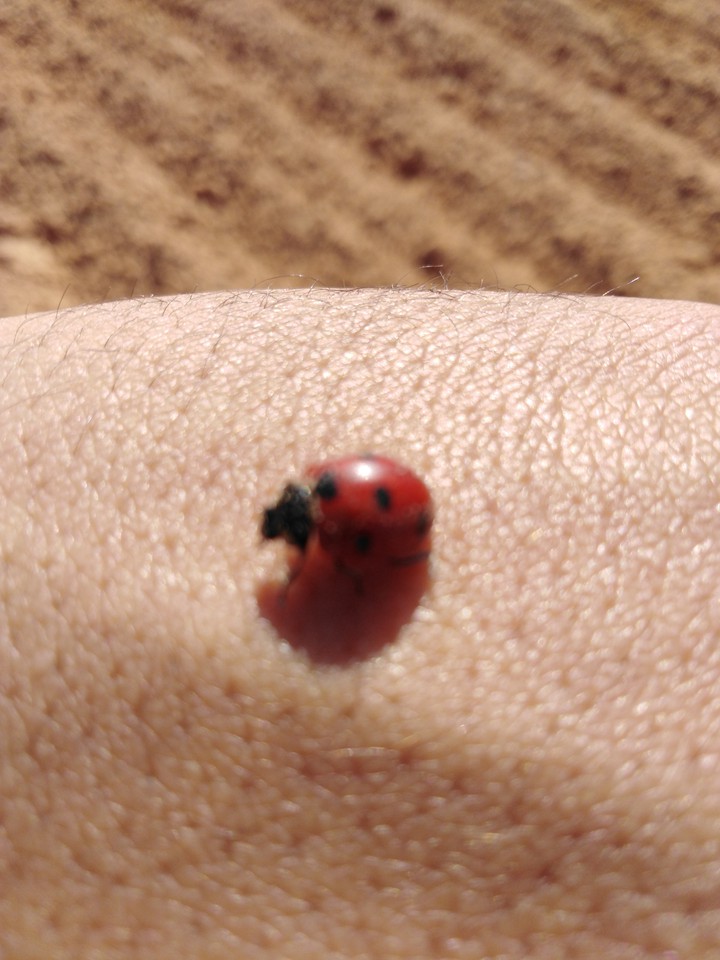 coccinelle ?