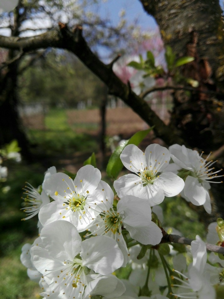 beautiful spring