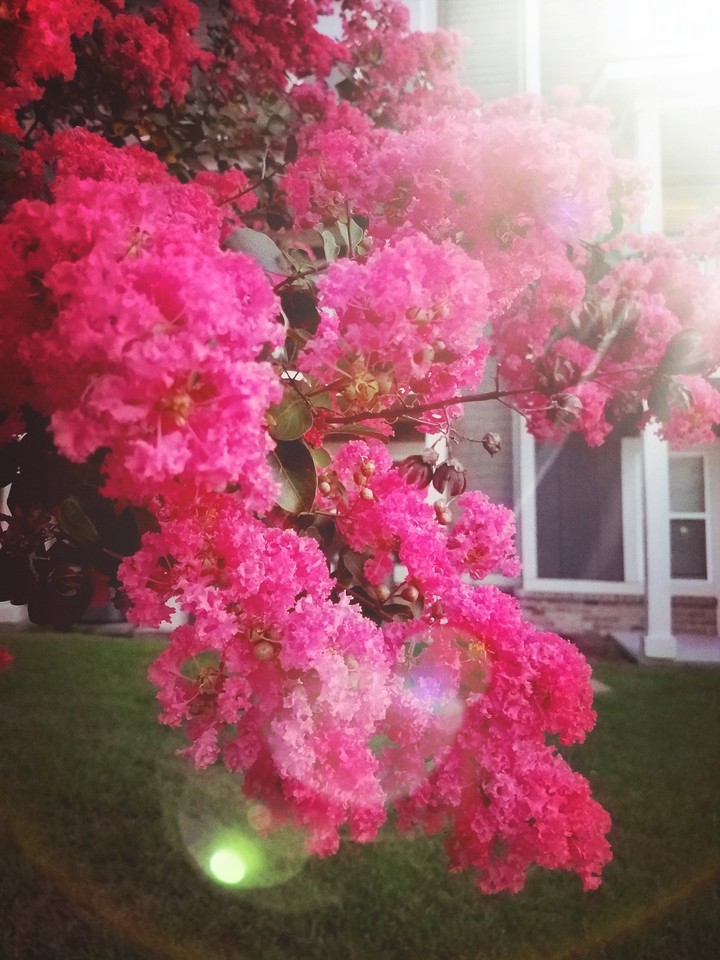 spring blooms