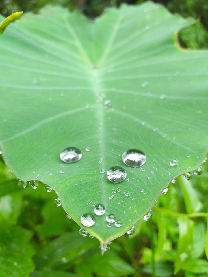 waterlove