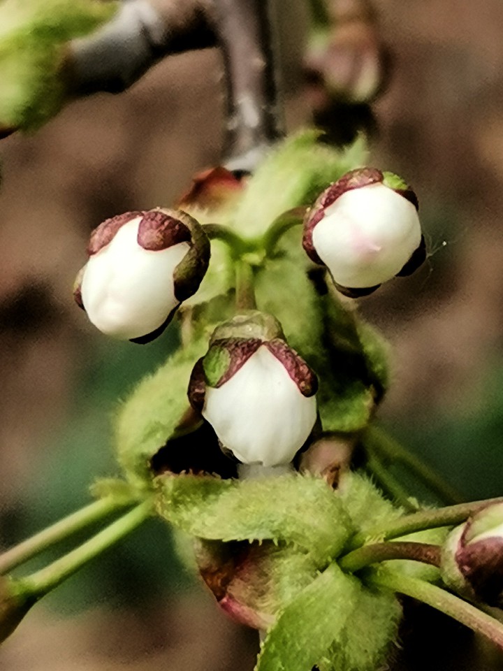 flower buds
