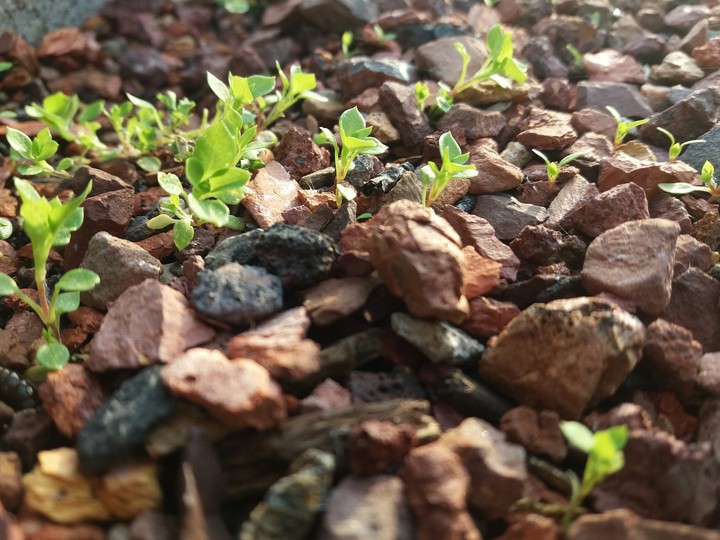 plants