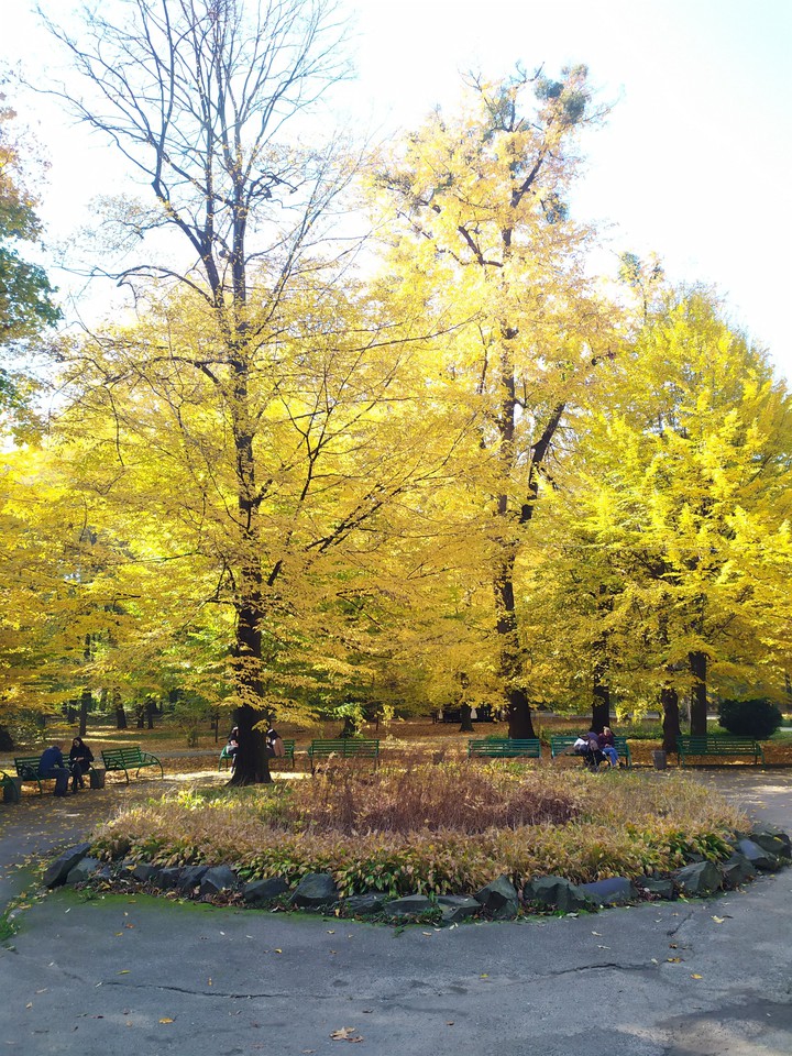 AUTUMN ??