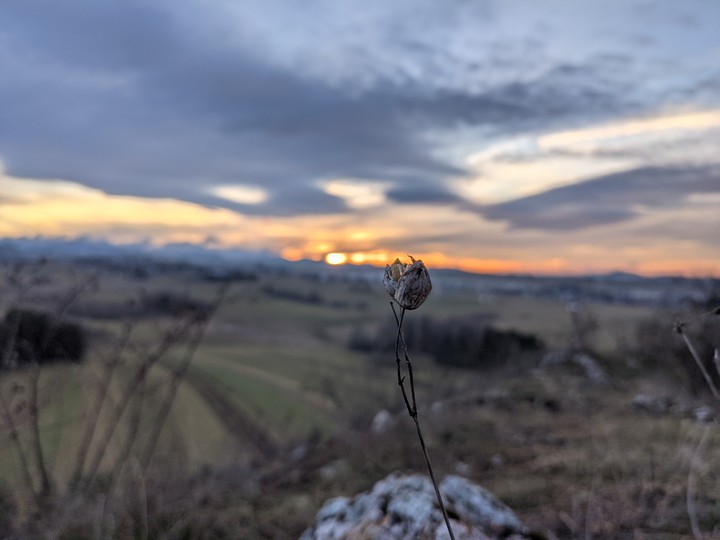 Old flower on the top of dusk