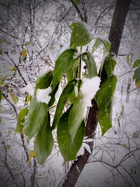 first snow