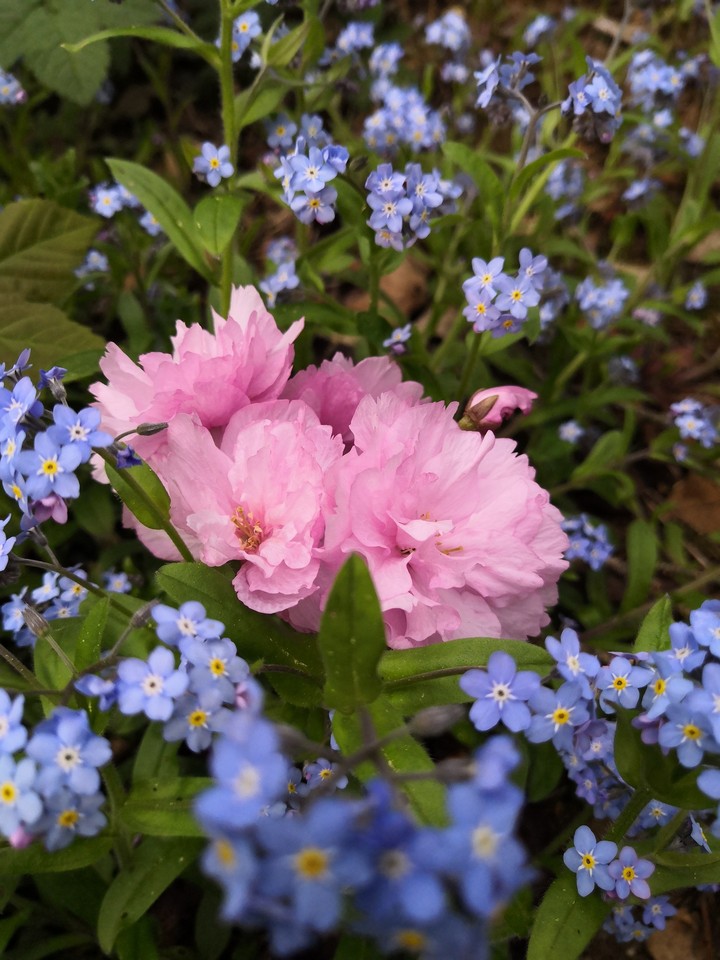Flowers in spring