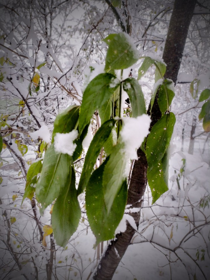 first snow