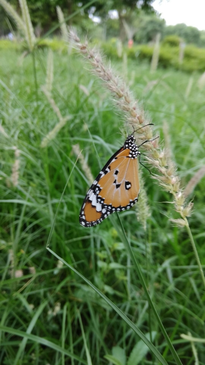 Butterfly