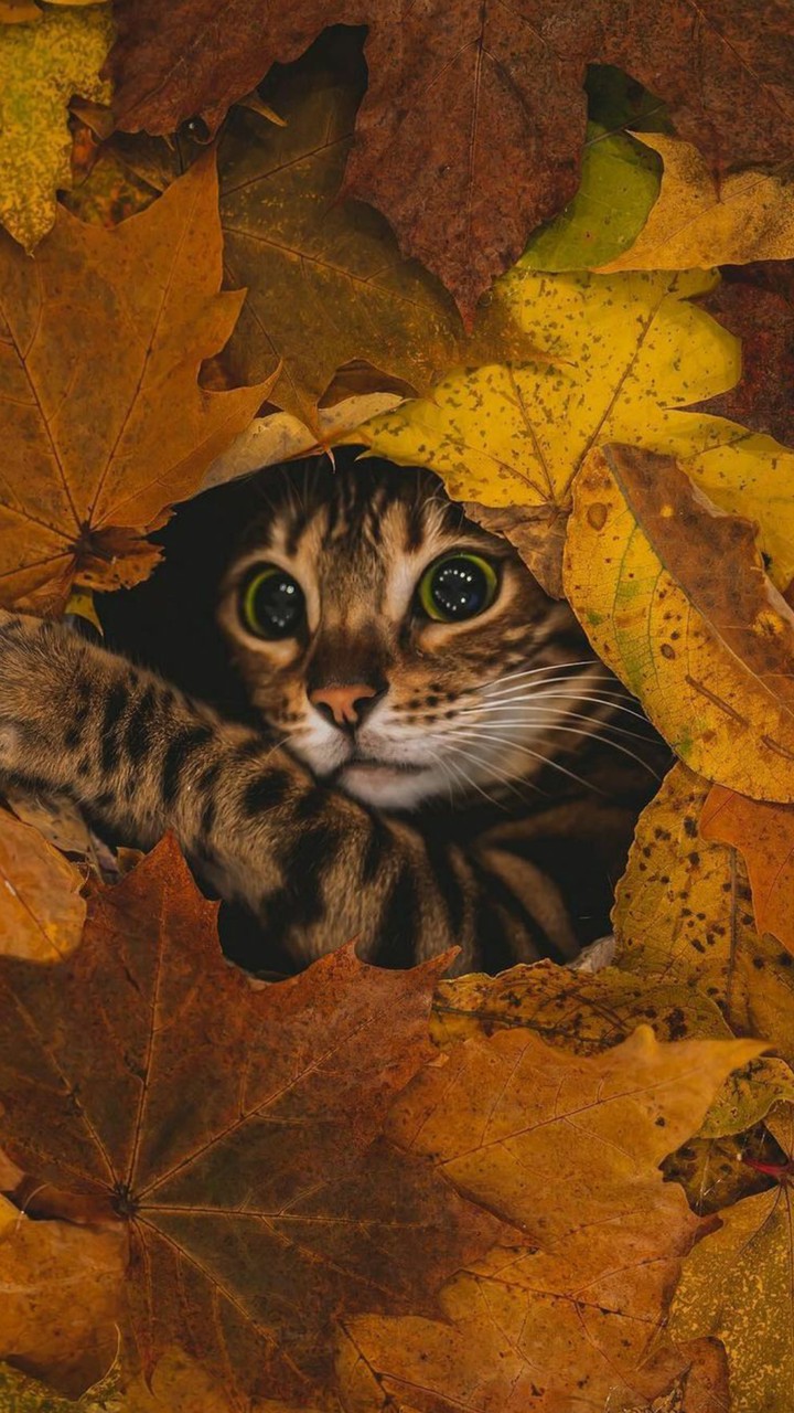 kitten