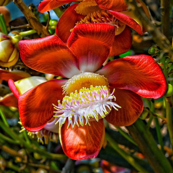 Exotic