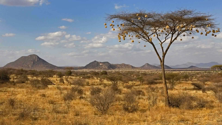 Weaver bird nests