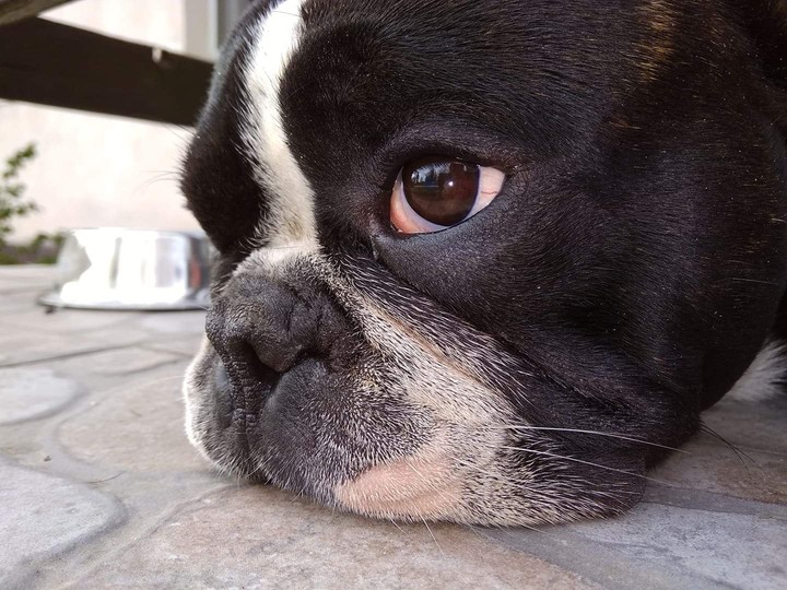 Gucci frenchie dog