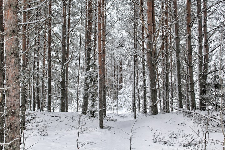 лес