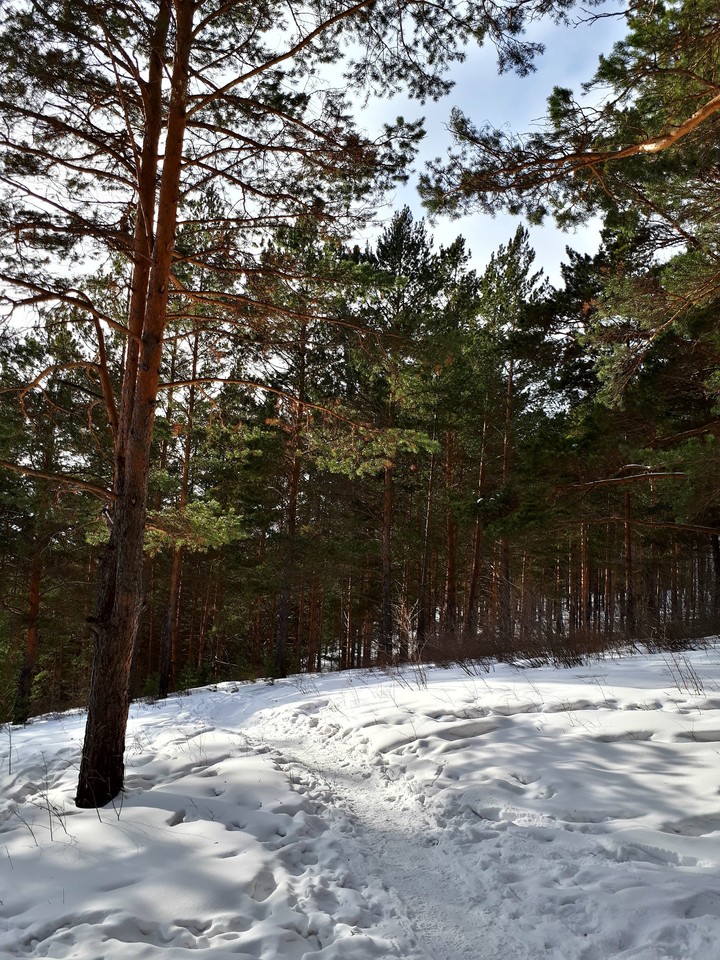 Лес