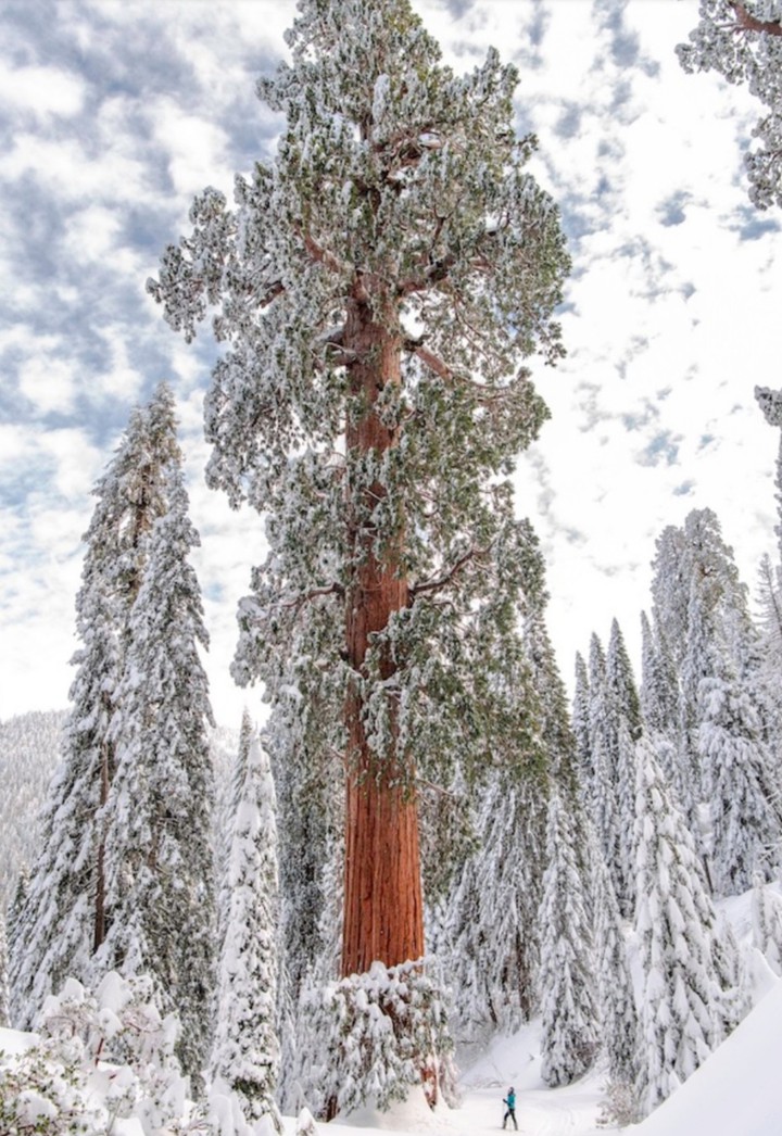 silent giants in winter