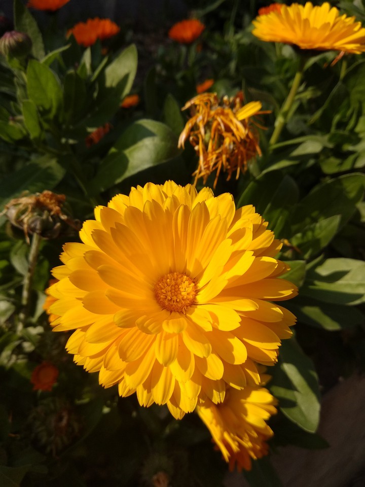 Flower 13