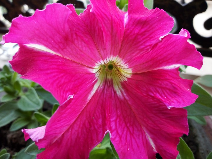 pink wide