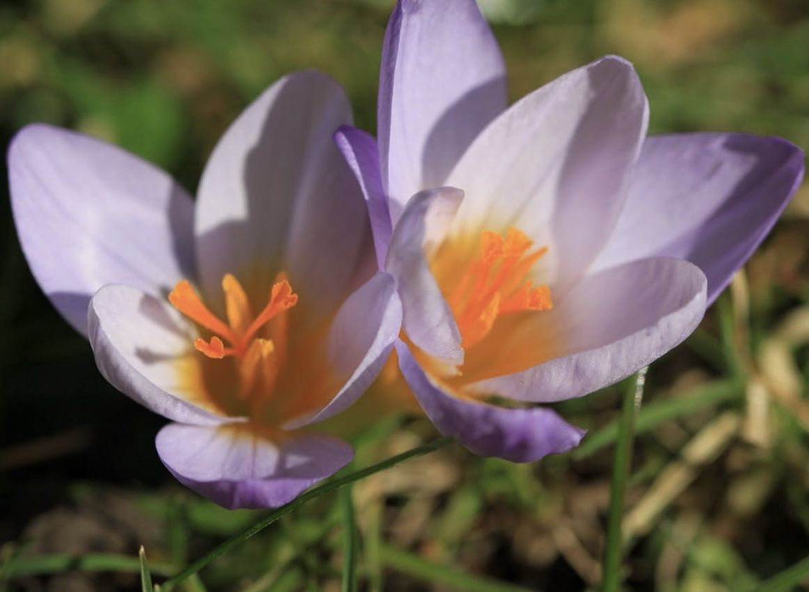 sfondi plant, botany