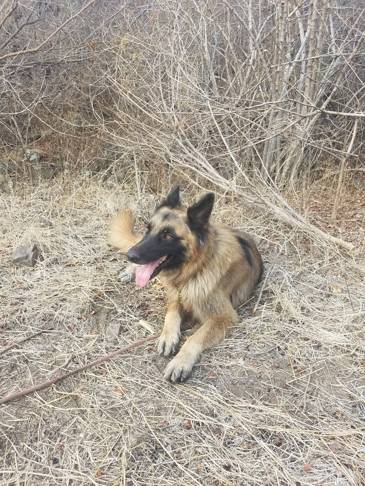 Logan