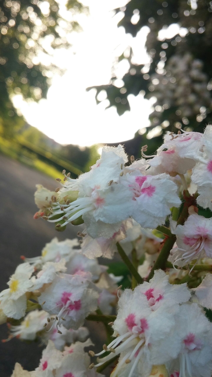 White flowers