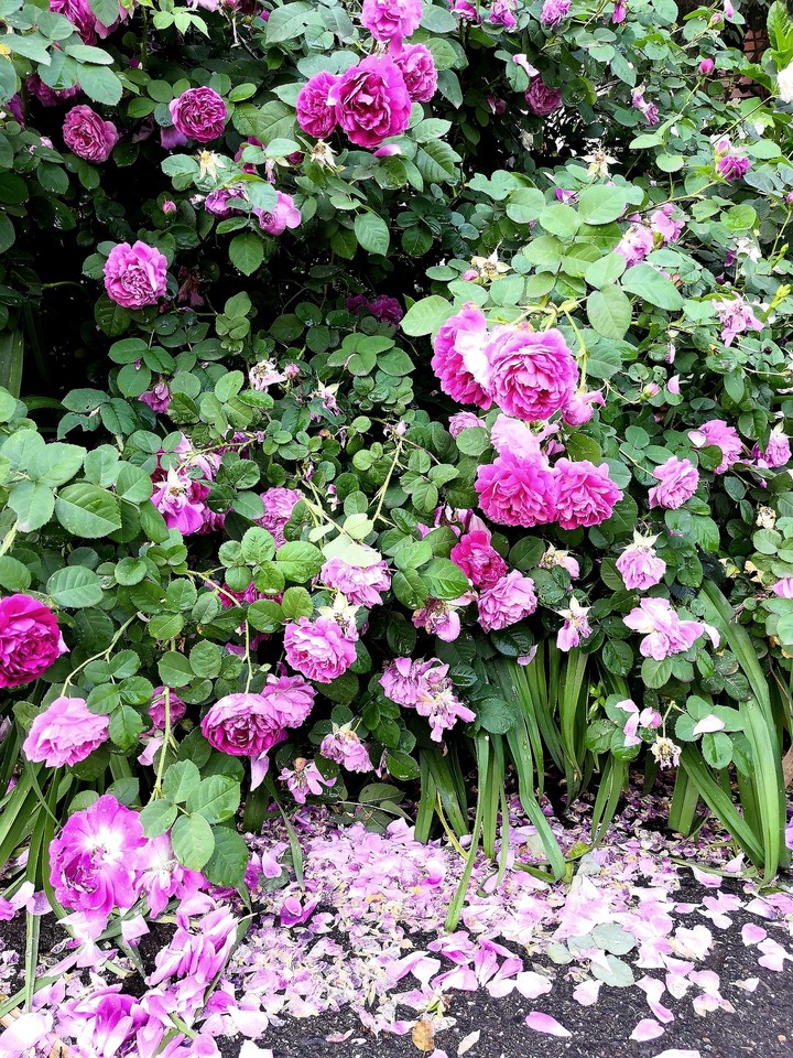 flowers