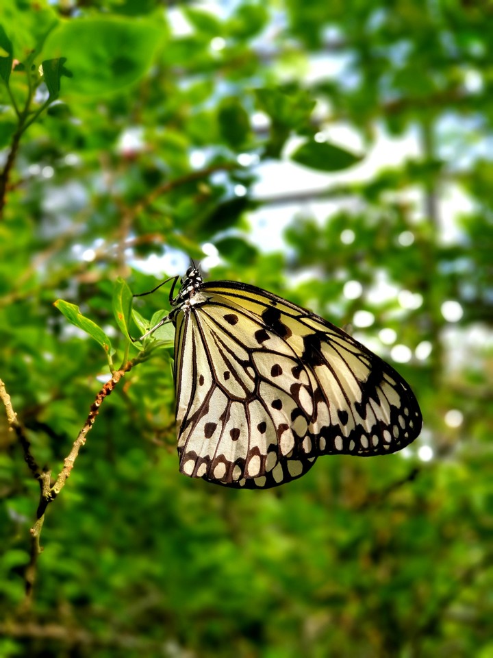 white beauty