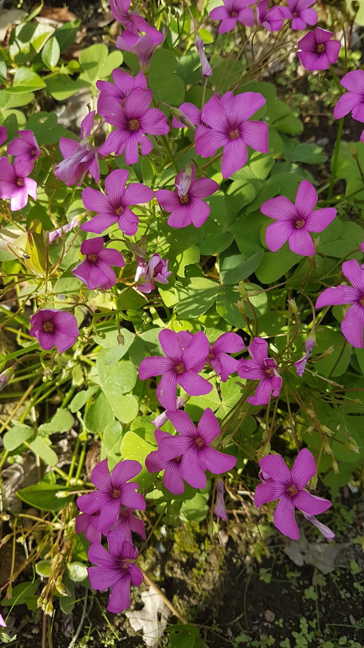 fleurs