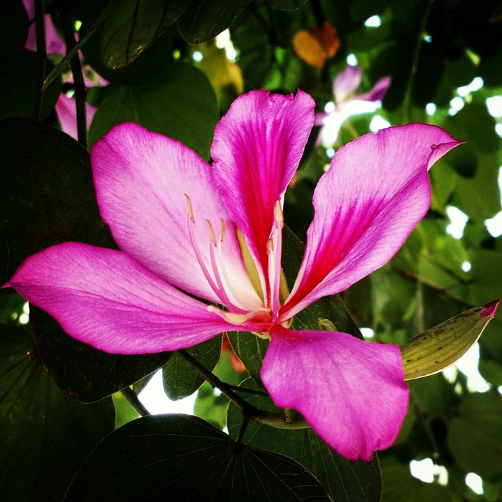 flor