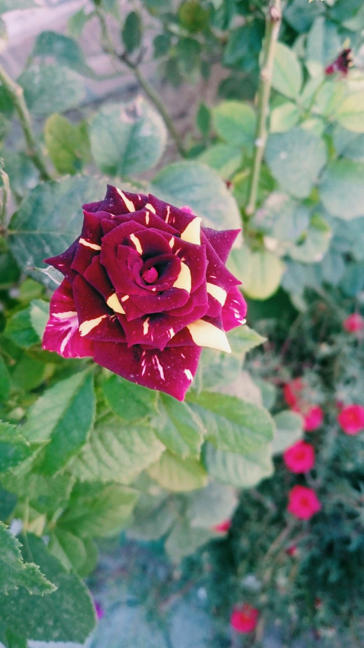 rose