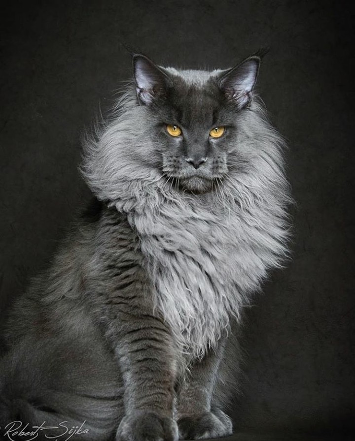 gato