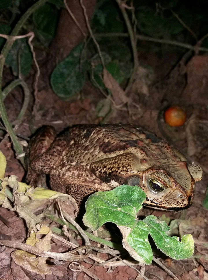 frog 