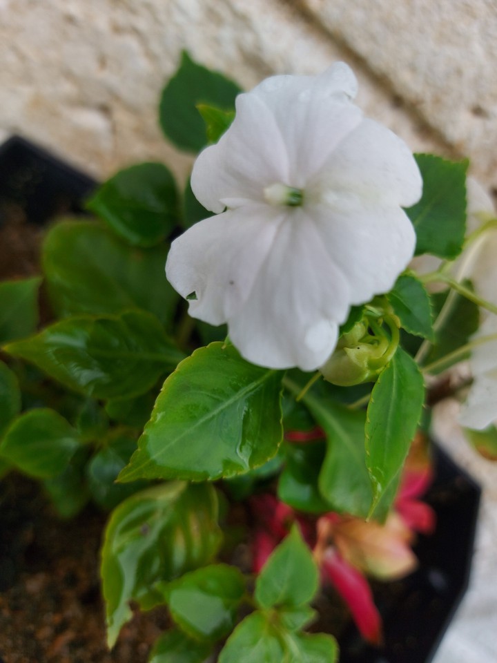 white flower