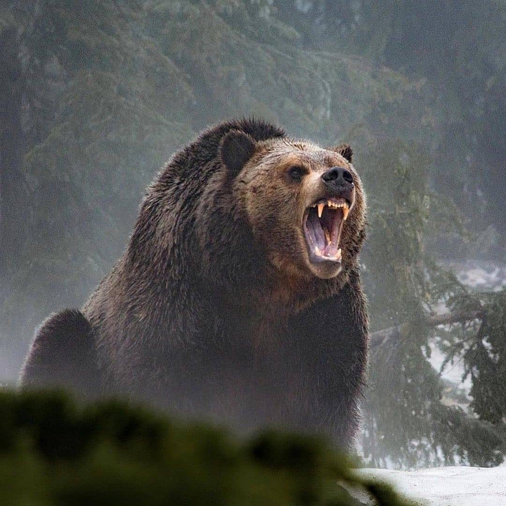 animal
