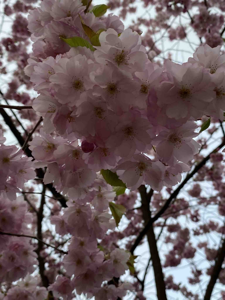 blossom