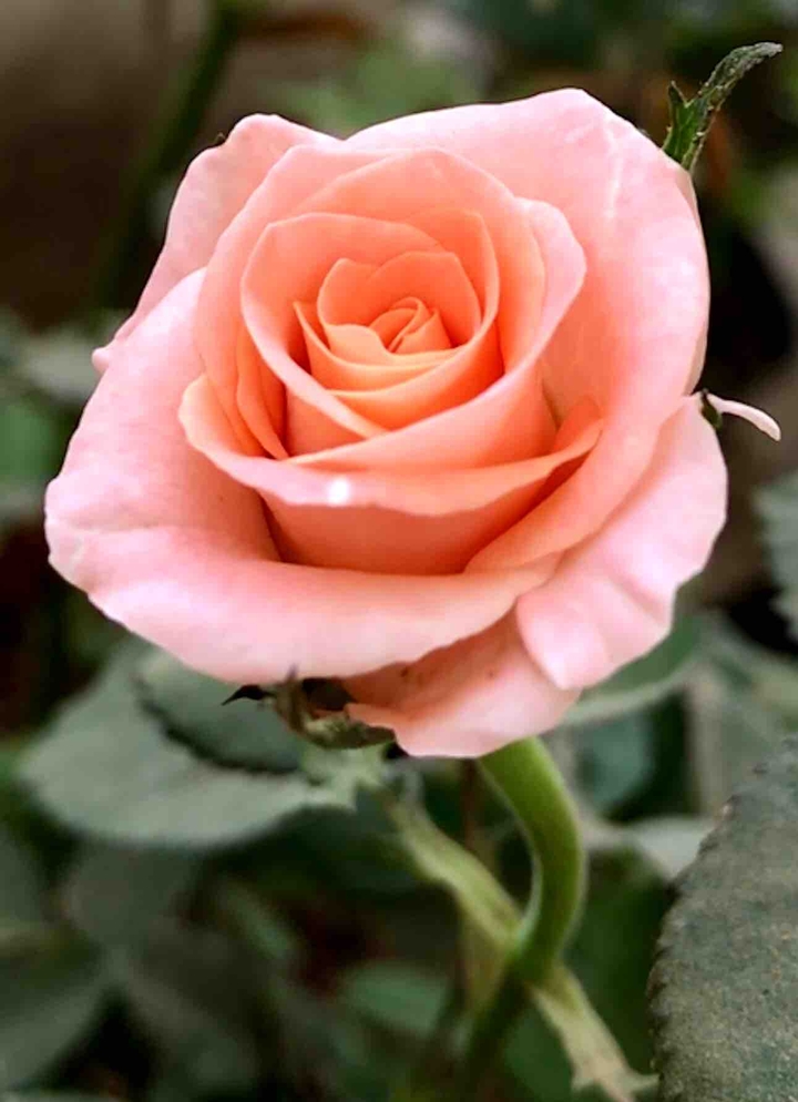 rose