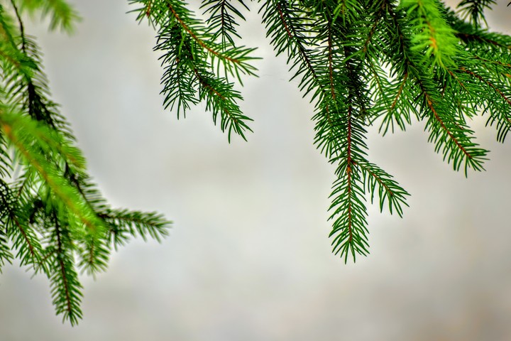 pine-tree