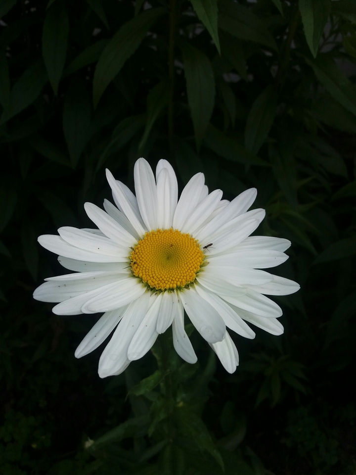 chamomile