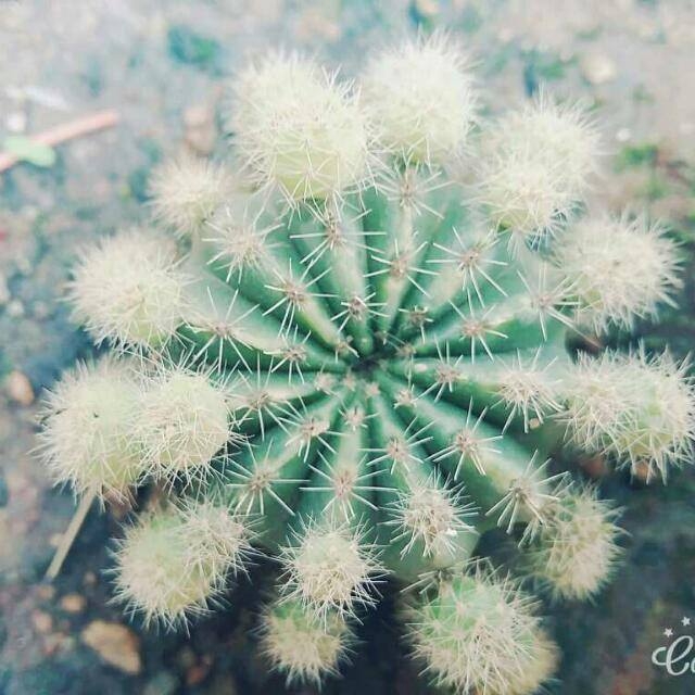 a cactus