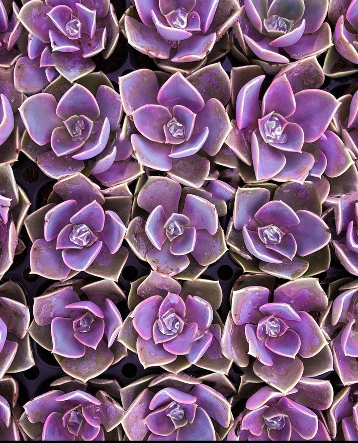 Purple Succulent Spring