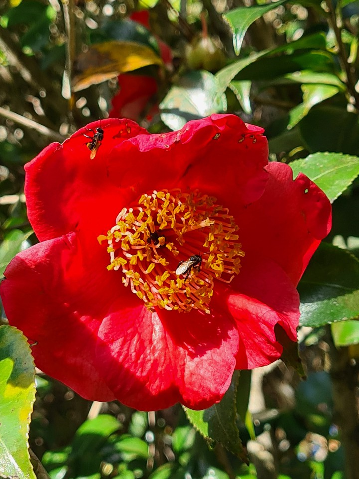 Red Flowers