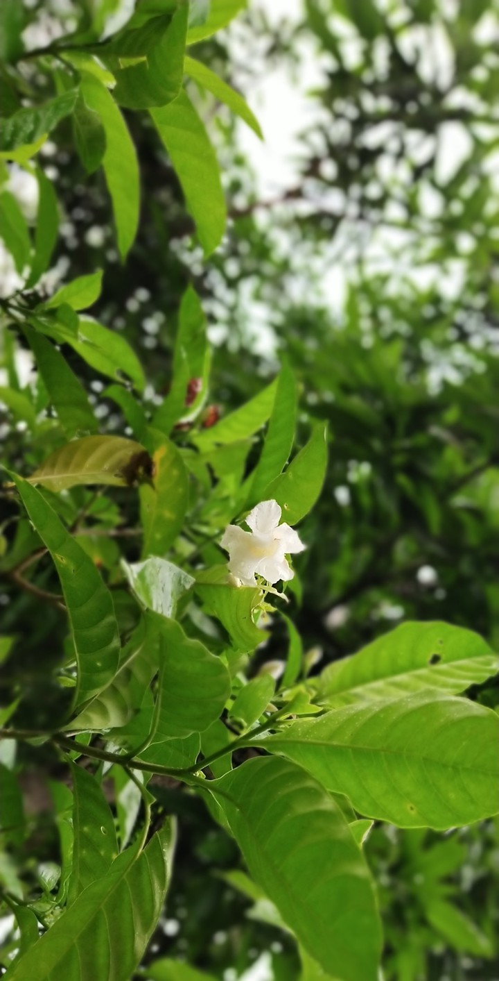 flower